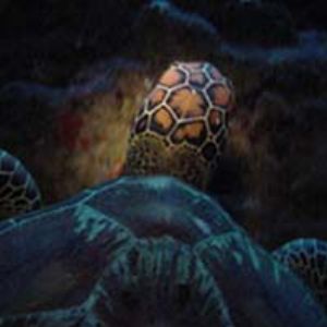 Turtle at night over and abovew/ digital  by Martin Dalsaso 